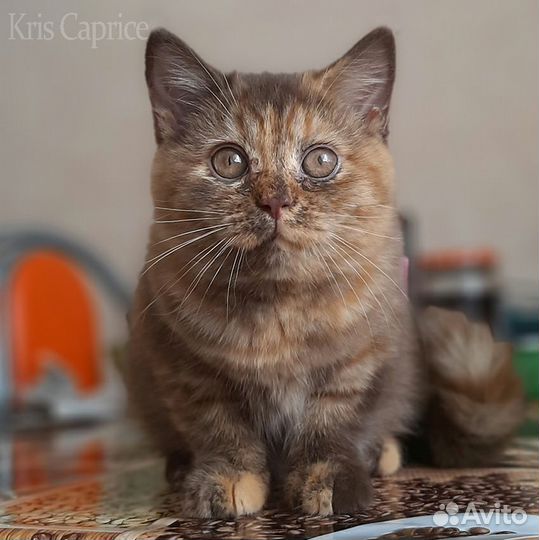 Британка в окрасе Солнце в Шоколаде