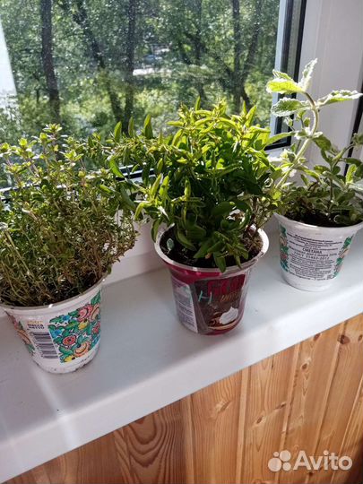 Тимьян лимонный, душица садовая, мята апельсин