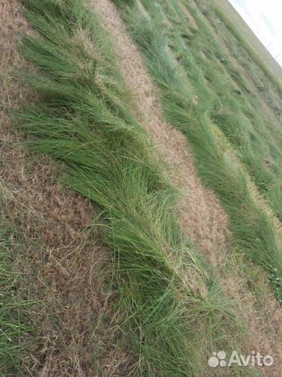 Сено в тюках луговое разнотравие