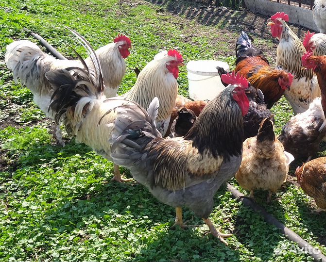 Куры. Петухи