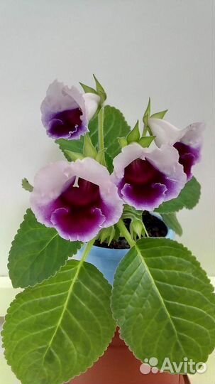 Глоксиния тидея Черника в Сахаре, лист