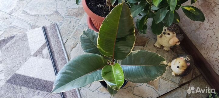 Фикус эластика тинеке
