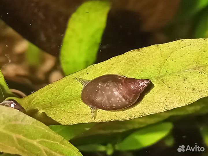 Гуппи Эндлера, улитка Покемон