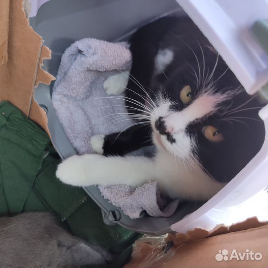 В поиске дома