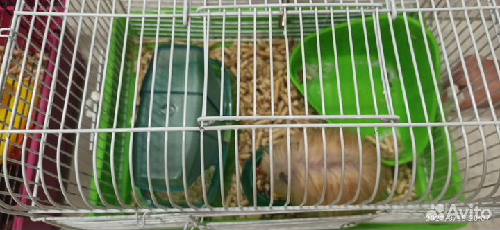 Сирийские хомяки с клетками