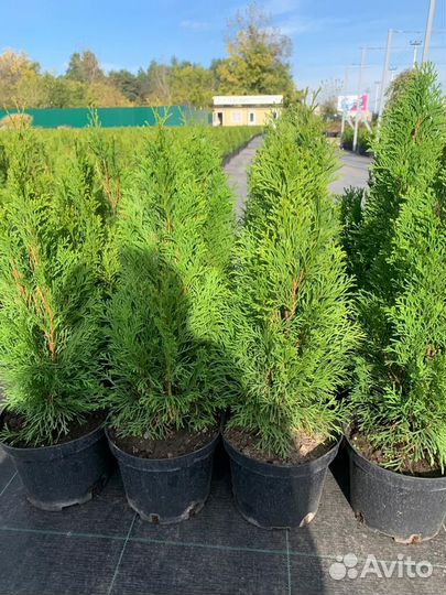 Туя смарагд 100-120 см