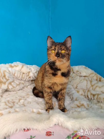 Особенная Ириска