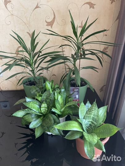 Пальма драцена