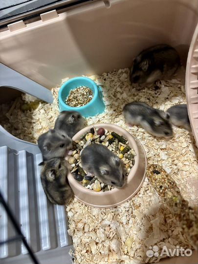 Джунгарский хомяк