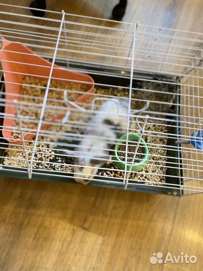 Декоративные кролики вислоухие