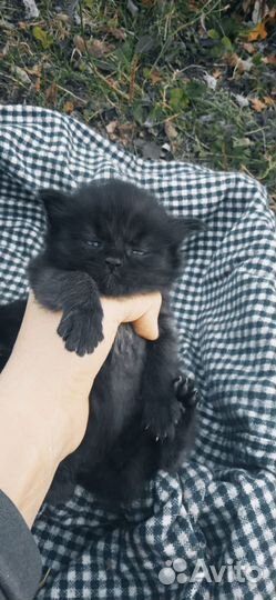 Персидский котик