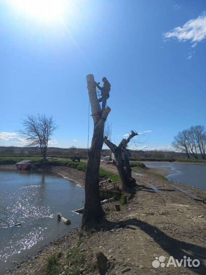 Спил-деревьев