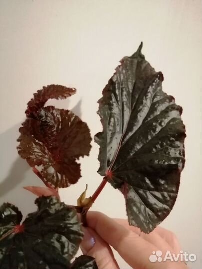 Бегония, Аравийский закат