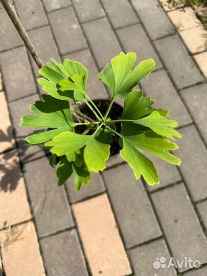 Гинкго билоба саженцы