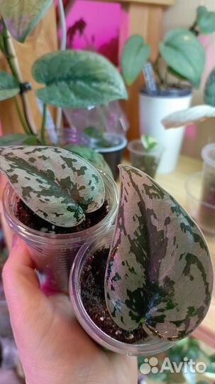 Комнатные растения цветы