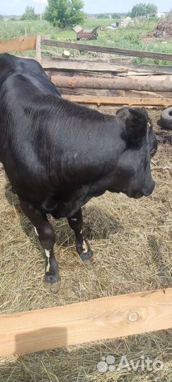 Продам быка