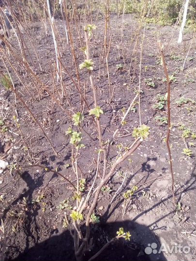 Саженцы крупноплодной черной смородины