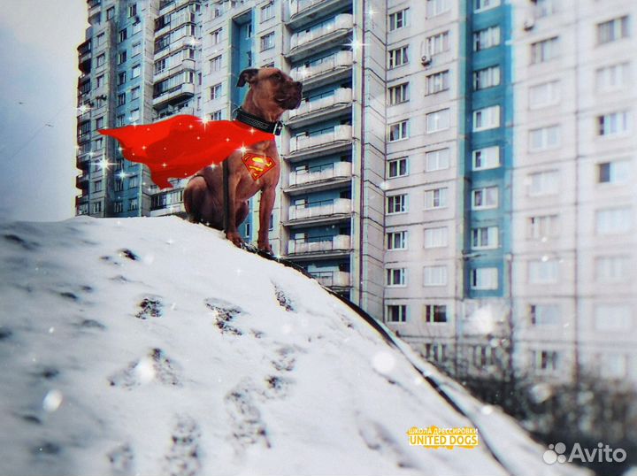 Кинолог: дрессировка, воспитание и коррекция