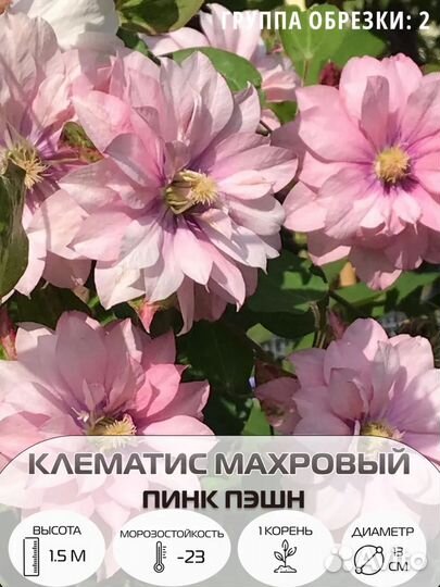 Вьющиеся растения