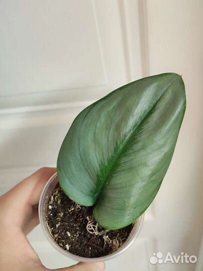 Сциндапсус Moonlight