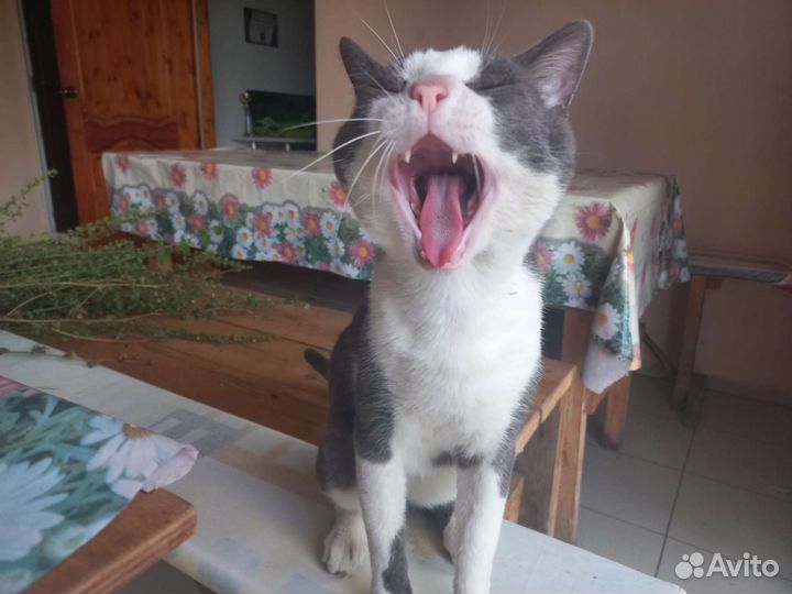 Молодой Кот Маркиз в добрые руки Лоо, Сочи, Хобза