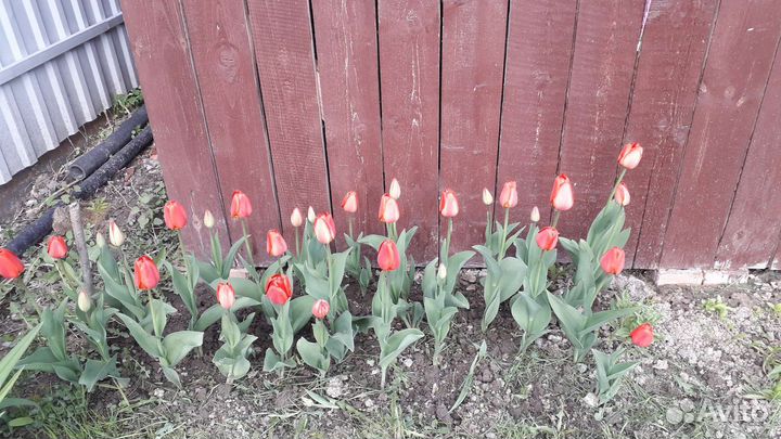 Цветы тюльпаны луковицы