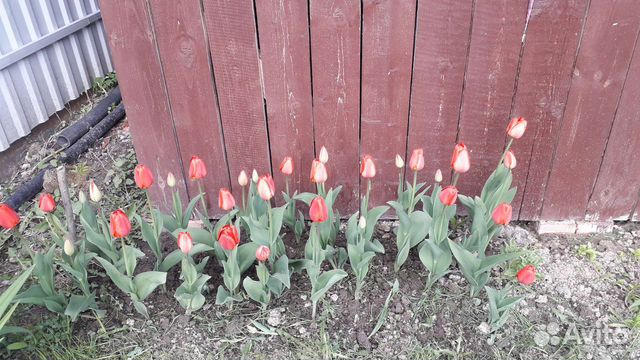 Цветы тюльпаны луковицы