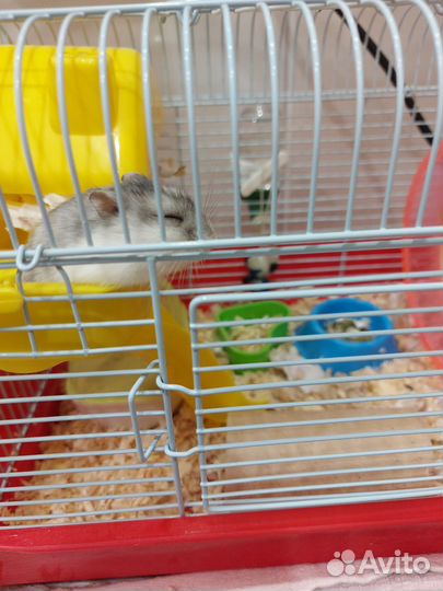 Клетка для джунгарского хомяка