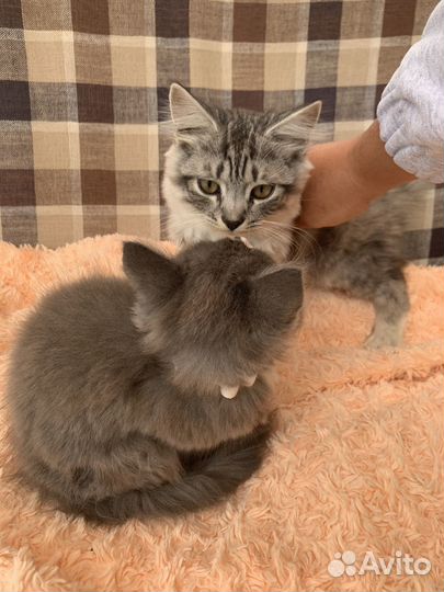 Кошка в дар