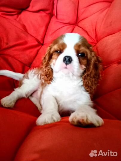 Щенки Кавалер Кинг Чарльз Спаниель