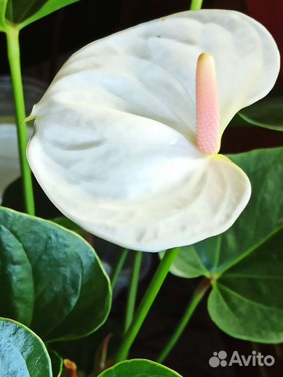 Комнатные цветы Антуриум