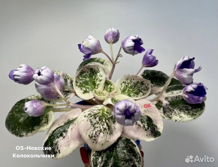 Фиалка сартовая детки