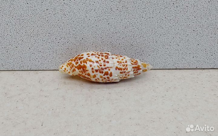 Митра Папалис 6,90 морская ракушка раковина