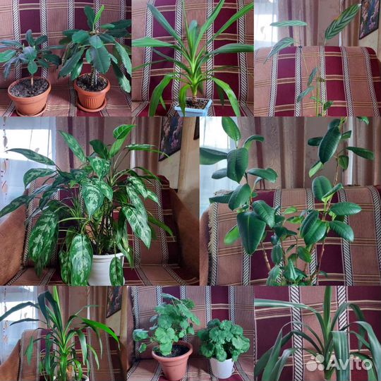 Комнатные цветы