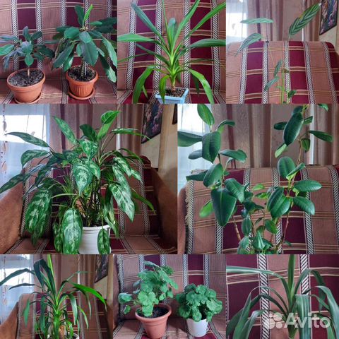 Комнатные цветы