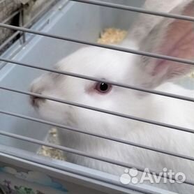 Как сделать поилку для кроликов