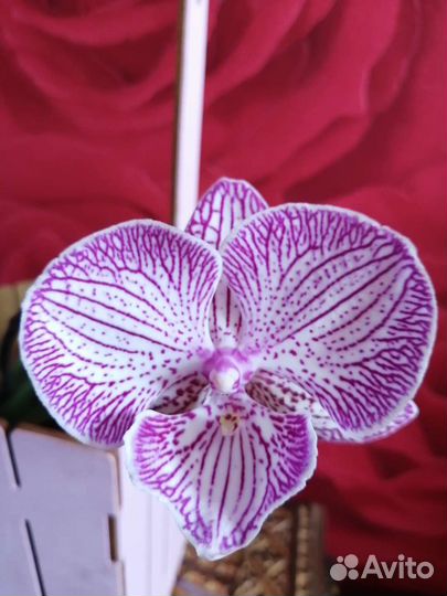 Орхидея фаленопсис биг лип