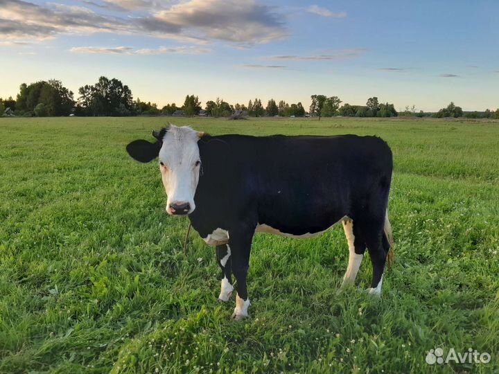 Стельная телка