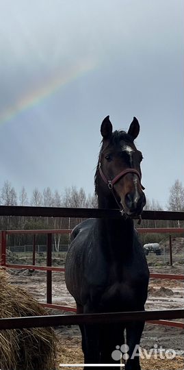 Жеребец - производитель