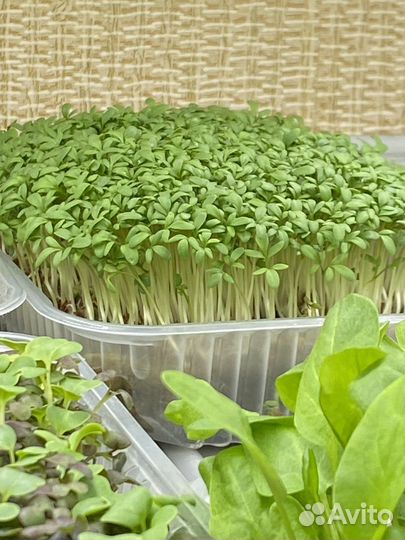 Микрозелень, мята, базилик