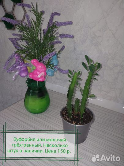 Комнатные цветы