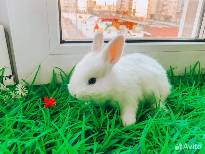 Мини карликовый кролик