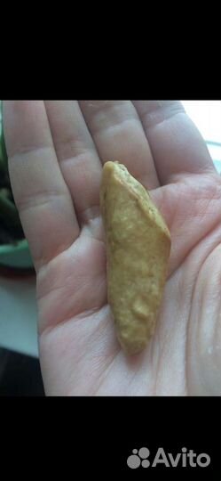 Клык зуб оберег