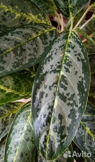 Аглаонема Грин Сан, Роял Даймонд, Страйпс