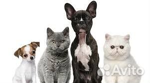 Передержка Любых Животных