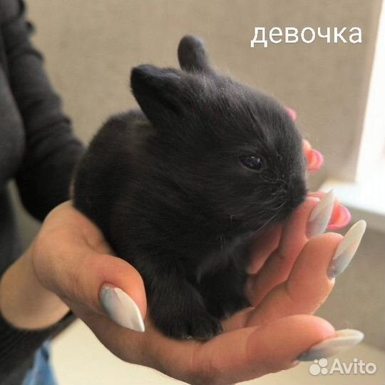Карликовые крольчата