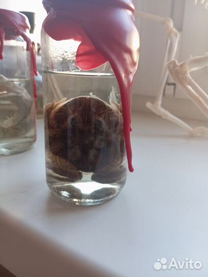 Анатомические препараты