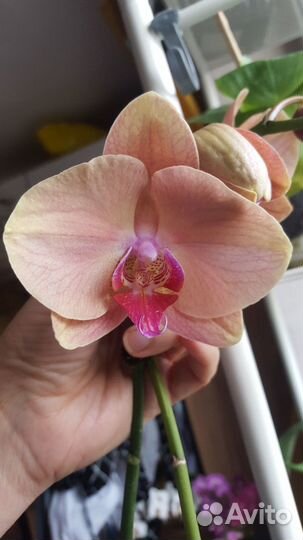 Орхидея фаленопсис Golden Apple