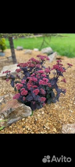 Тимьян ползучий, вербейник,очитки, армерия