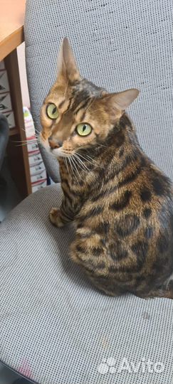 Отдам в добрые руки